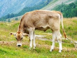 picturesque and pretty Calf