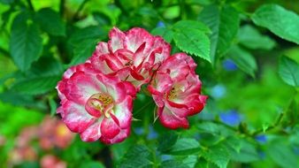 pink-white flowers on a green bush close-up