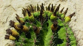 Cactus with Green fruits, cyprus