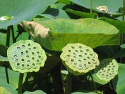 Photo of Water Plants