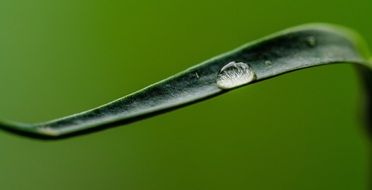 water drop on a long green leaf close-up