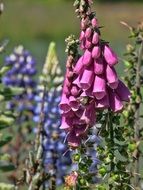 Flowers with the colorful petals in spring