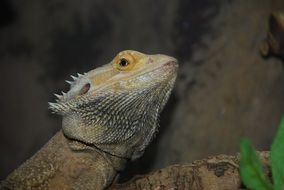 yellow lizard head close up