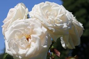 bouquet of white roses on a bush close-up