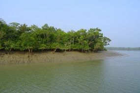 river bank trees view