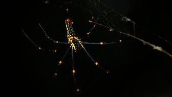 Macro photo of the black and yellow spider