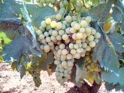 white grapes on a bush with green leaves