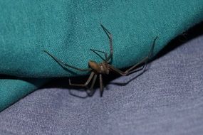 Scary brown recluse