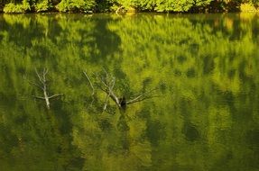 green Forest mirroring on Lake