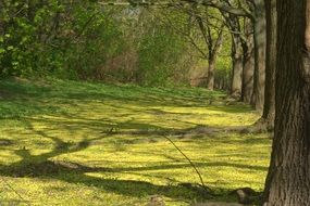 Park Tree