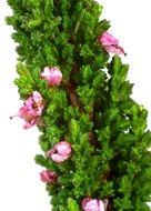photo of blooming calluna on a white background