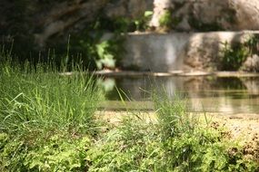 green Grass near water Landscape