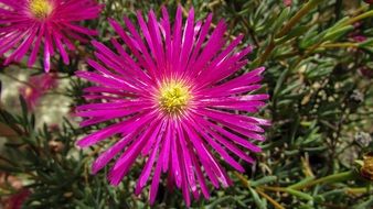 Purple Dandelion Flower