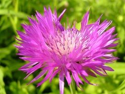 Close-up of the beautiful flower with pink petals among the green grass