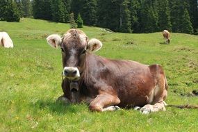 Beautiful and colorful cows on the pasture on the South Tyrol in Italy