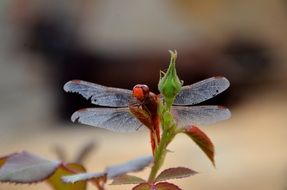 red Dragonfly on rose bud