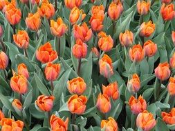 sea of orange tulips
