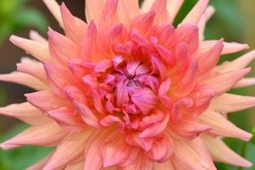 light pink dahlia close up