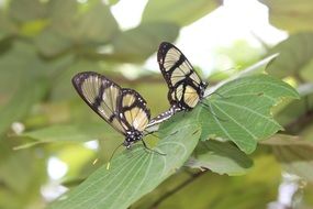 two black white butterflies on green leaves close-up