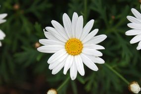 blooming daisy