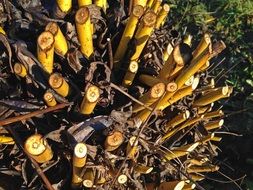 pollarded willow