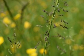 close-up photo of grass with seeds on a blurry background