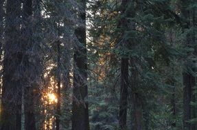 beautiful Sunset in Coniferous Forest
