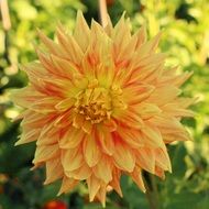 light orange dahlia close up