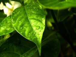 Water Drops on sunny Leaf Grass Green