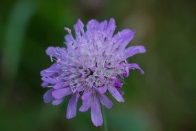 Pincushion Flower Skabiosenblüte