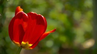 red tulip in the bright sun close up