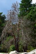 dry tree on sandstone