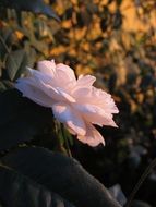 Sunset on the pink beautiful flower