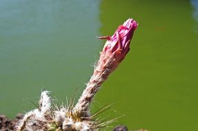 cactus flower bud in Lanzarote