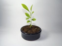 Tiny lemon tree clipart