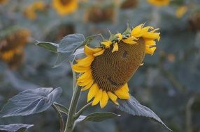 Sun Flower Summer Yellow Flower in field