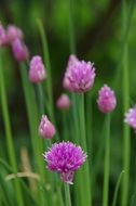 purple wildflower with fluffy buds