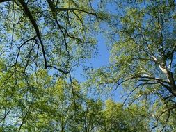 Beautiful spring trees with the leaves against blue sky