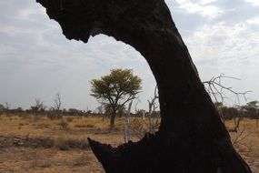 view of bushveld through Fire damaged tree trunk
