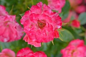 bright garden roses on a bush close-up