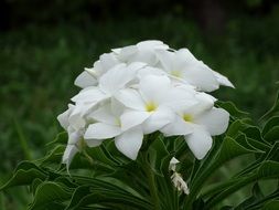 white flowers for the bride