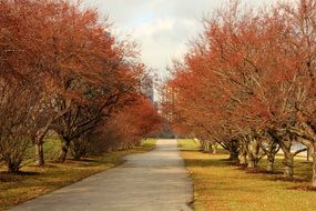 trees in the autumn park