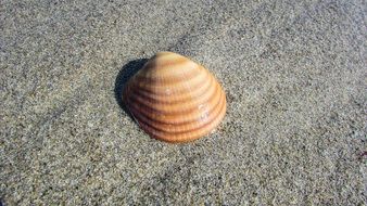 orange seashell on the beach