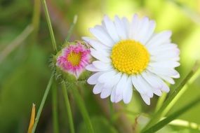 captivating Daisy Flower and green grass