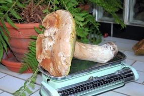 Mushroom on Kitchen Scale