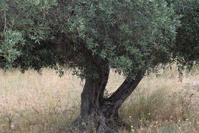 captivating Olive Tree