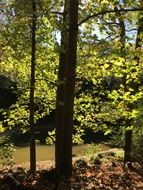 Sunshine Day in forest