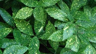 fresh green Leaf closeup