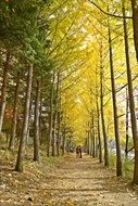 picturesque and pretty Autumn Landscape
