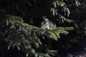 spruce branches in the dark